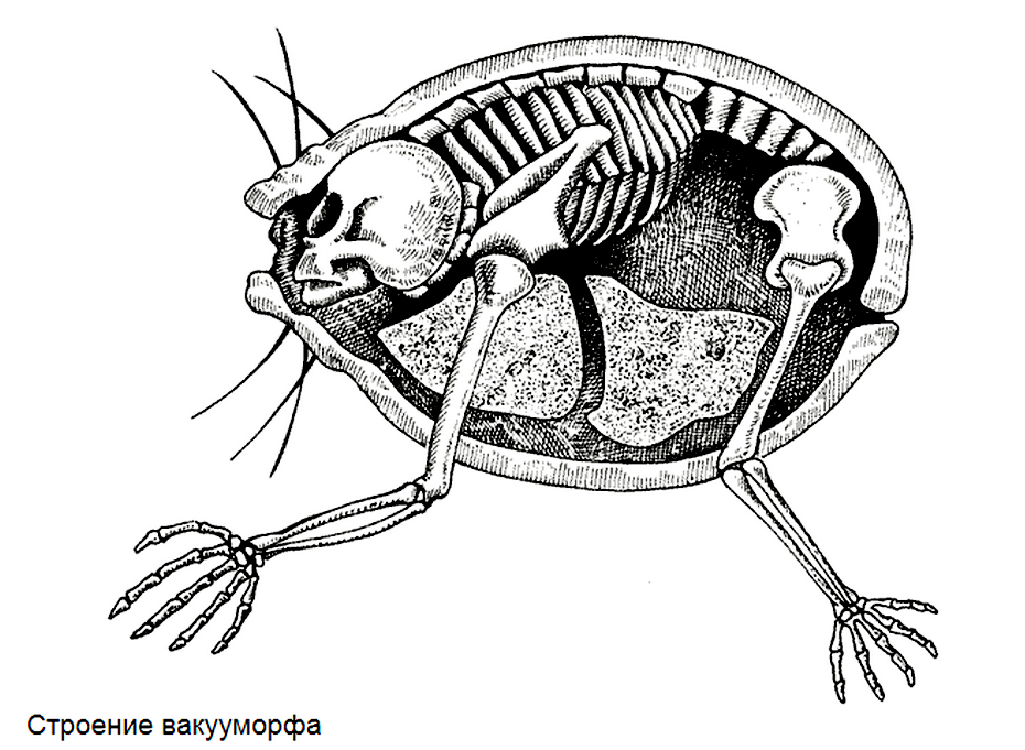 гугл дисксон человек будующего. антропология будущего». человек после человека: антропология будущего дугал диксон книга. человек будущего дуглас диксон. дуглас диксон.