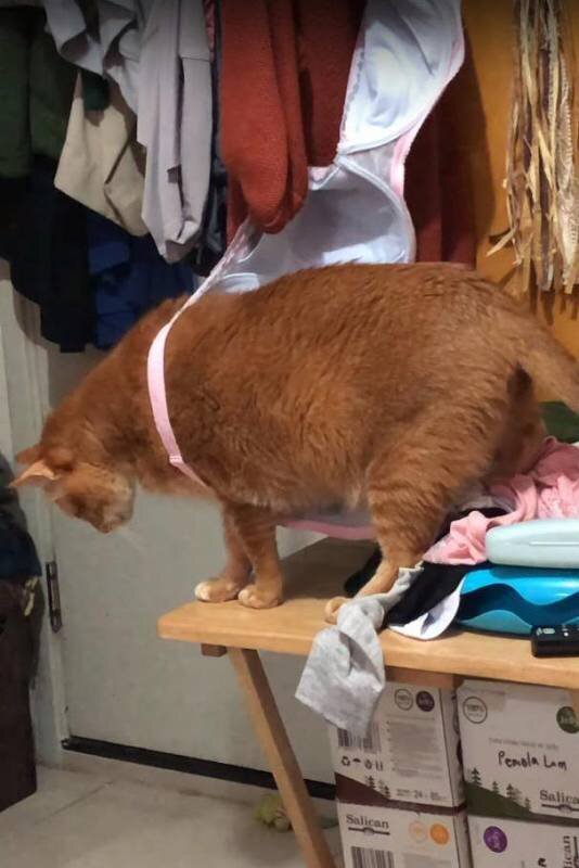 Кошка. Источник фото: https://sovkus.ru/pozitiv/puxlenkaya-koshka-zaputalas-v-odezhde-xozyajki-a-ta-burno-otreagirovala.html