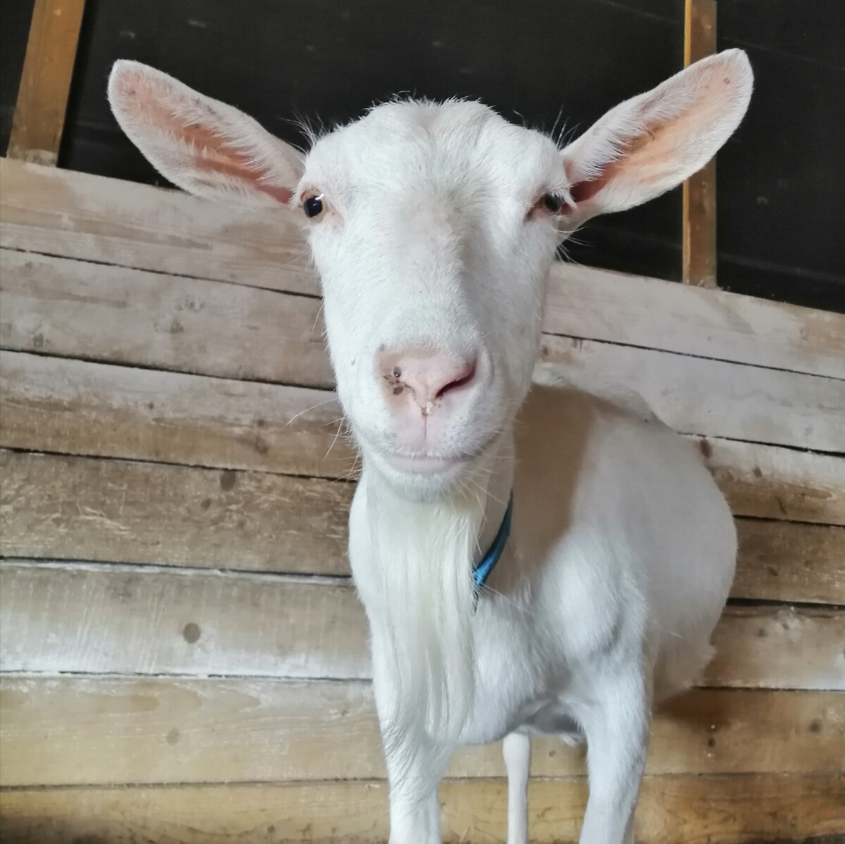 Мара. Безумно красивая коза. 