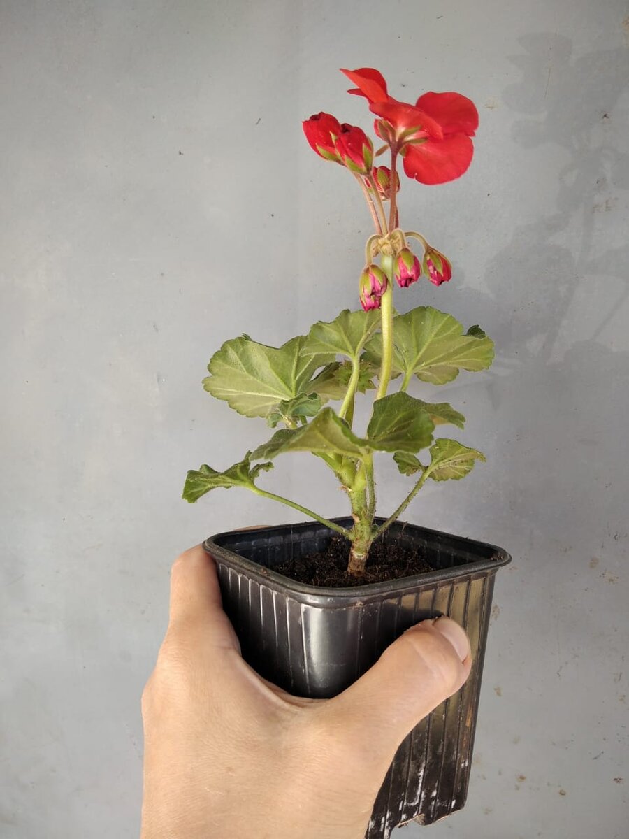 В качестве фона использую серую дверь. Она прекрасно помогает передать настоящий красный этого сорта.  