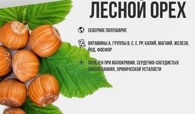 Лесной орех польза