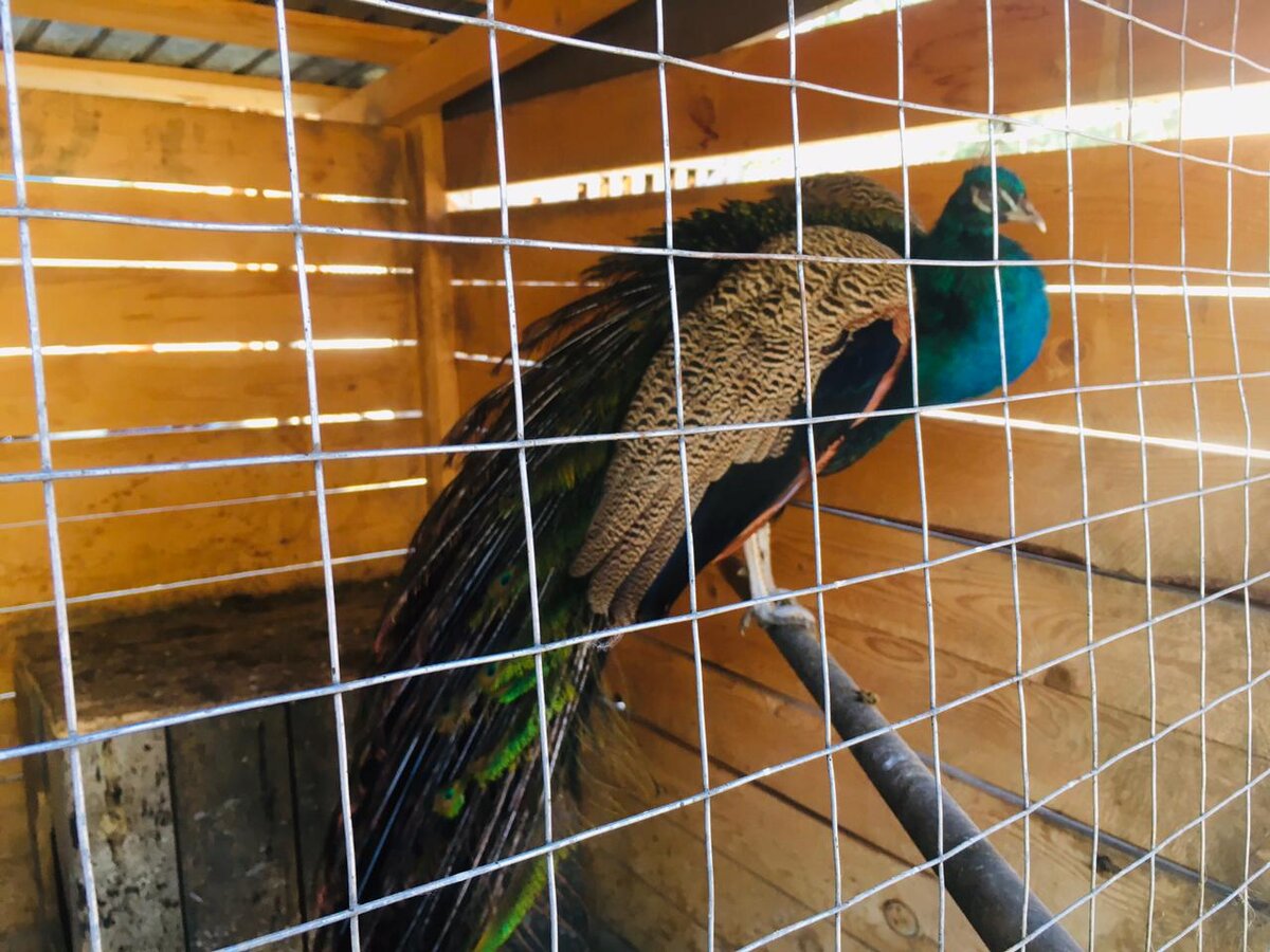 Гордые павлины