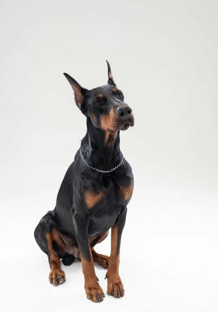 Как НЕ НАДО гулять с собакой!