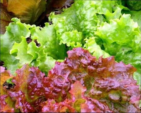 быстрорастущий салат