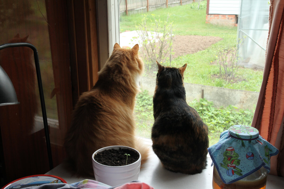 Беня и Вася. Фото автора