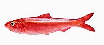 Red herring