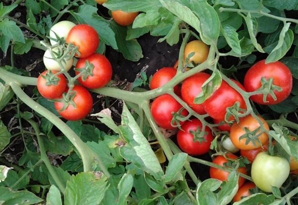 Сорта томатов устойчивых к фитофторозу: отзывы опытных огородников
