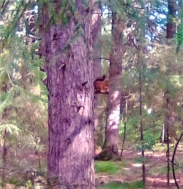 Белки живут совсем рядом