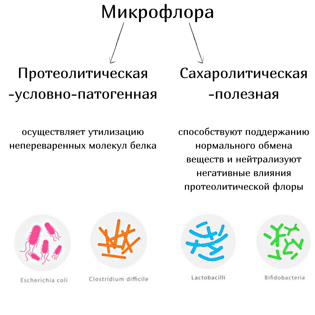 Микробиота определение. Микробиота определение