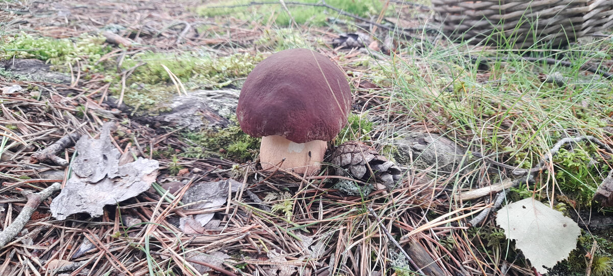 Ломоносовский район, август 2021