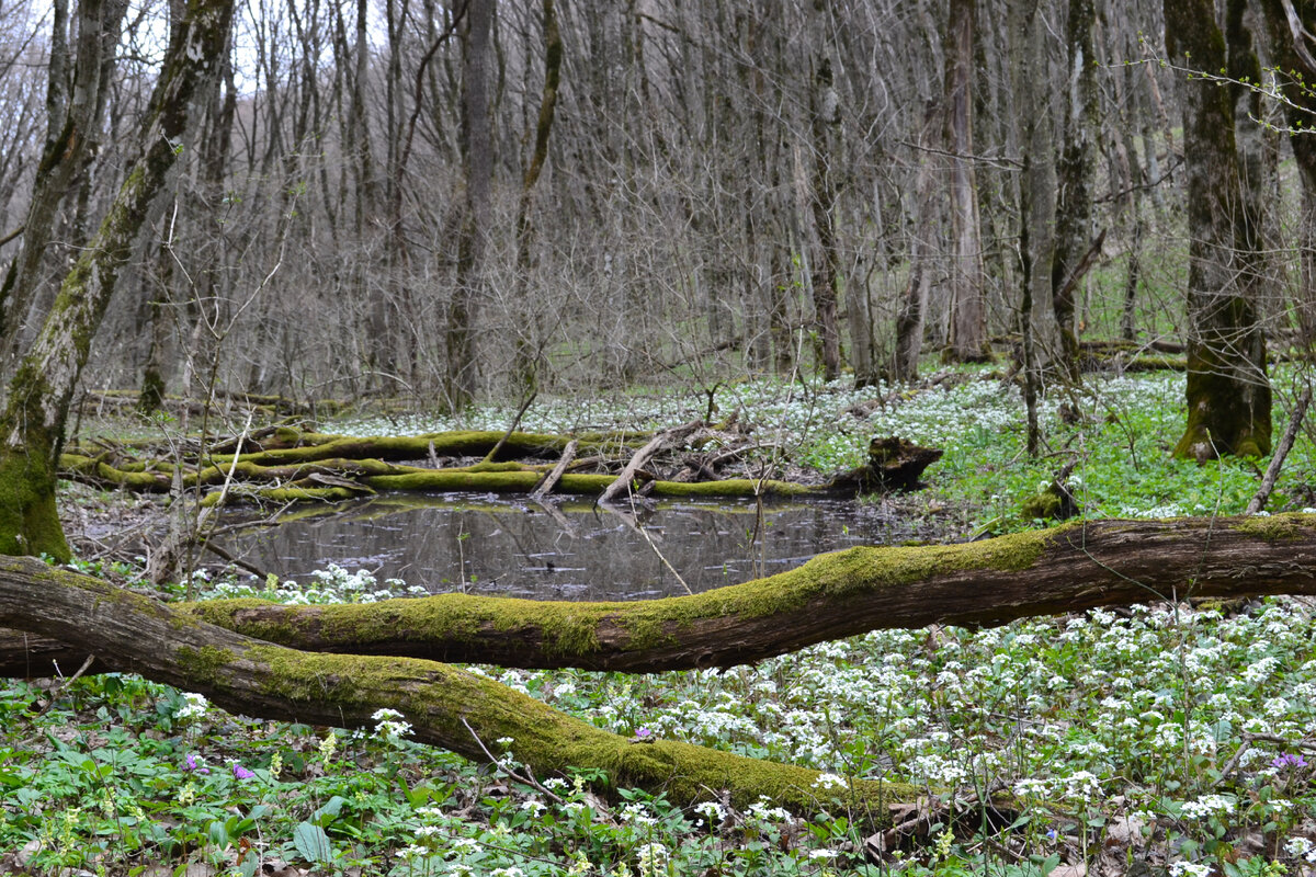 заповедники ставропольского края русский лес. русский лес ставрополь. границы заказника русский лес ставрополь. территория заказника русский лес ставрополя. таманский лес ставрополь.