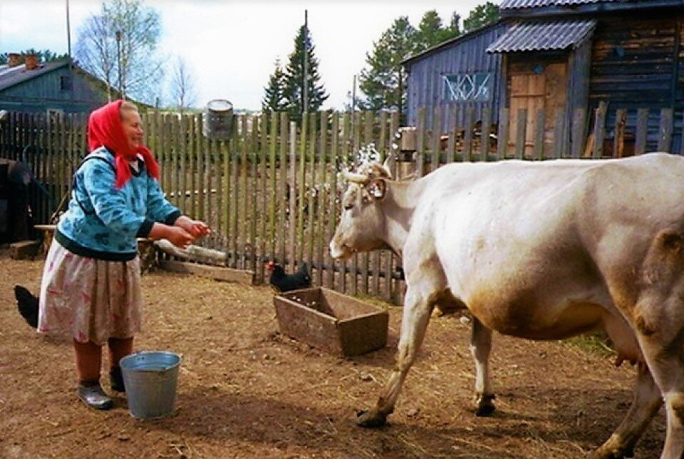 Коровы в деревне. Сельские коровы. Стадо коров в деревне. Старая корова.