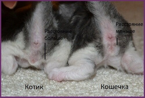 как определить пол новорожденного котенка