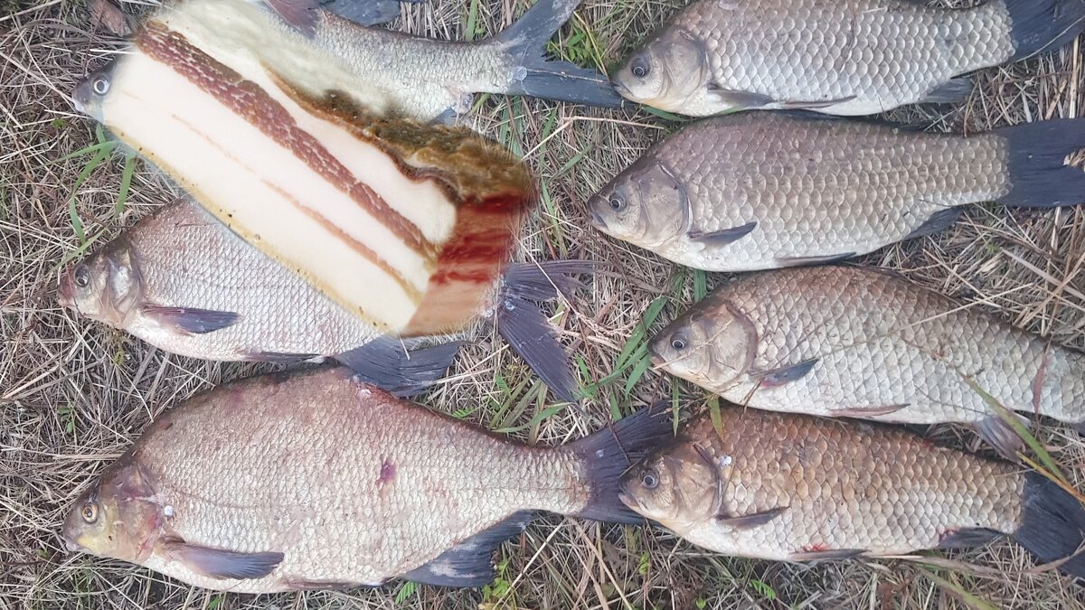 Карась тоже не против отведать сала 