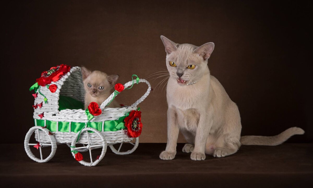 Sachiko Jasper*RU - котенок порода европейская бурма окрас шоколад - возраст 1 месяц, и ее прекрасная мама Pandora - кошка порода европейская бурма окрас лиловый из питомника Jasper Burmese 