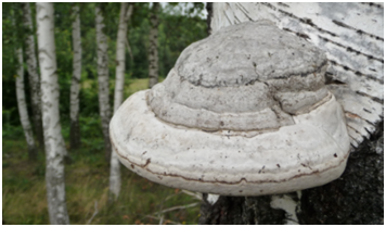 Трутовик настоящий ( Fomes fomentarius ) фото из Википедии.