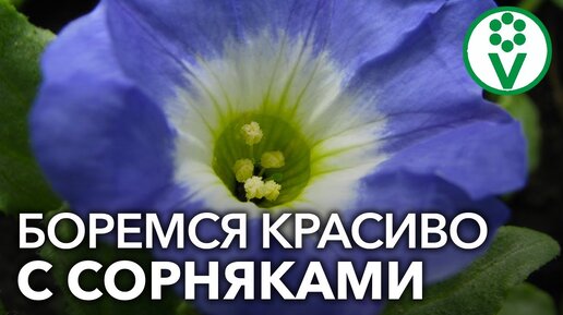 Цветы против сорняков! Посадите эти цветы, они задавят самые злостные сорняки на участке