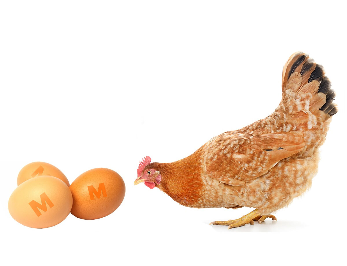 Курица первого дня. Проблема курицы и яйца. Курица или яйцо. Что появилось первым яйцо или курица.