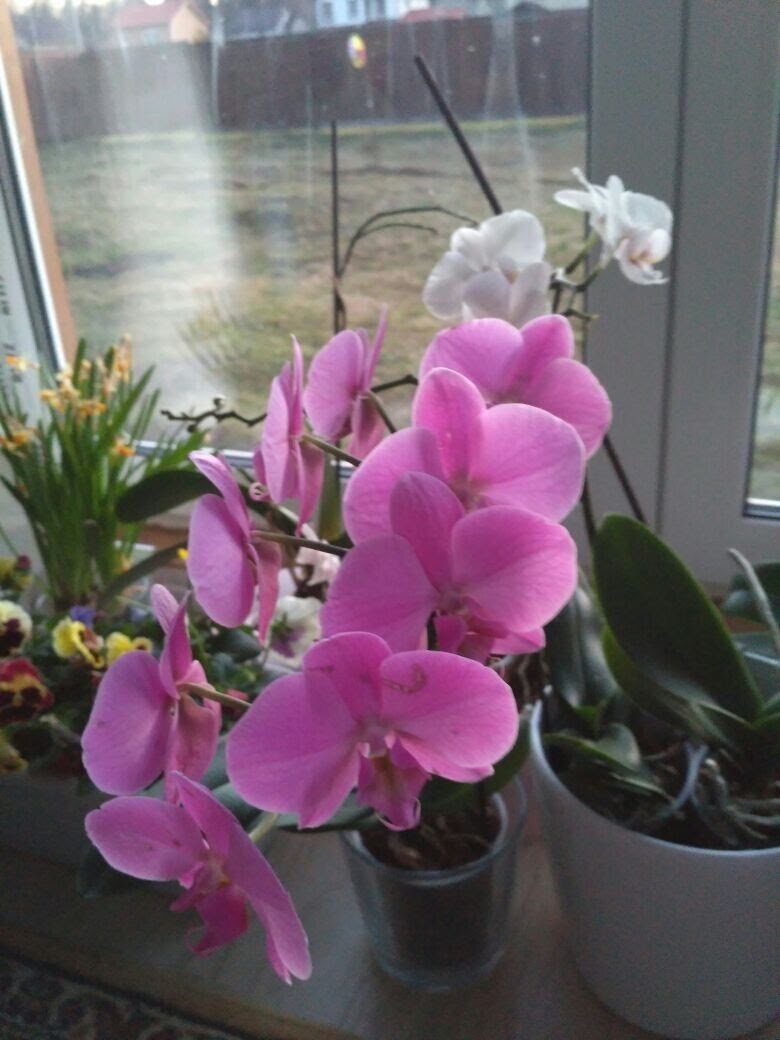 Одна из 15 орхидей