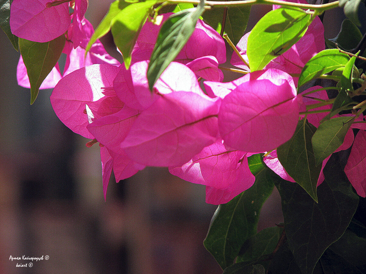 Цветки Бугенвилле́и. Турция. Фото: KAIART