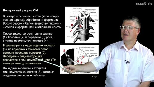 Дубынин В. А. - 100 часов школьной биологии - 1.16. ЦНС, спинной мозг