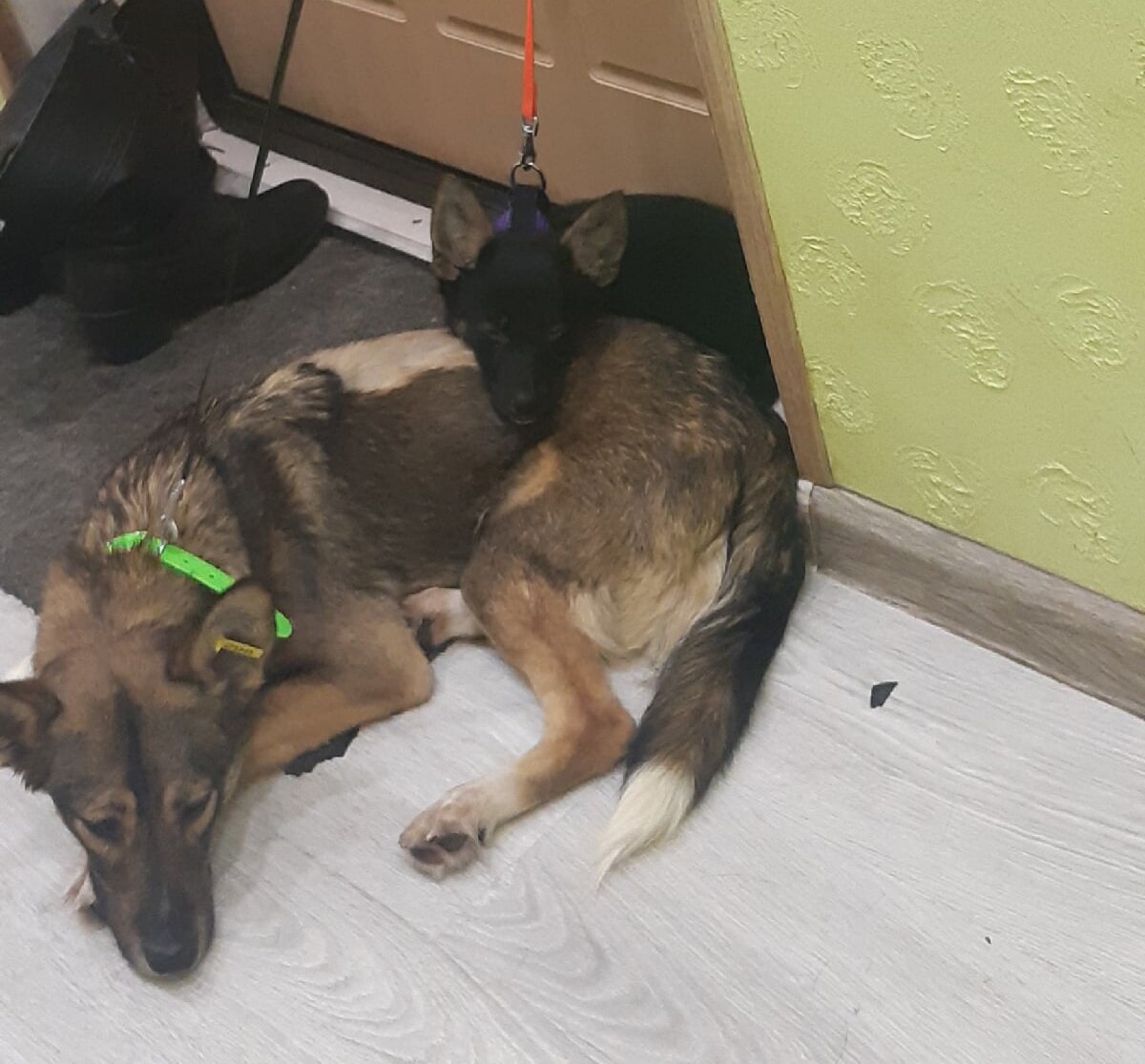 Перед прогулкой