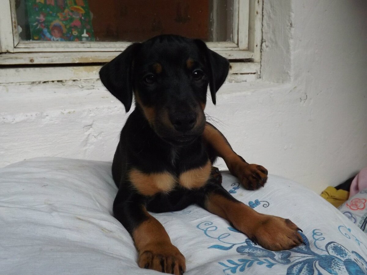 Вилли. Тут ему 2 месяца.