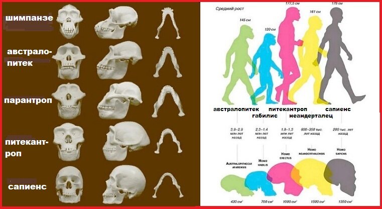 Объем мозга питекантропа