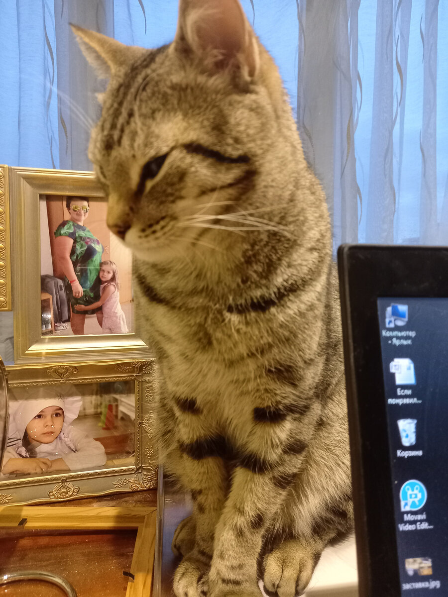 Мой кот, забрался под капотом моей машины,  теперь он с нами