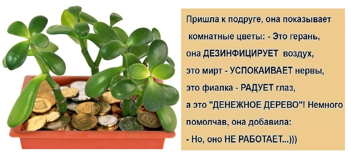 денежное дерево с пожеланиями. денежное дерево шуточное. денежного дерева сведения. денежное дерево слова. денежное дерево слова.