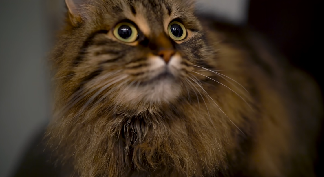 Кошка смотрит в одну точку