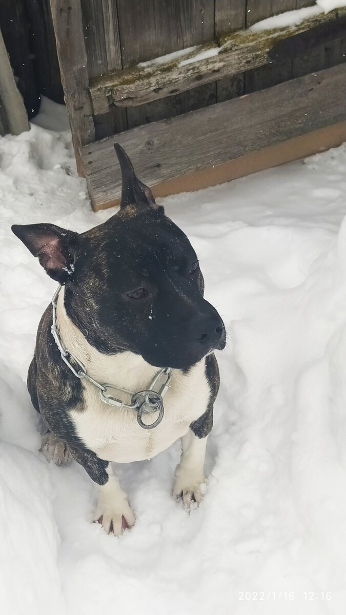 А это мой саблезубый ослик Ромка))).