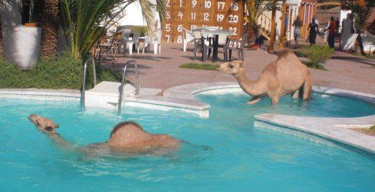 Верблюдам тоже бывает жарко!