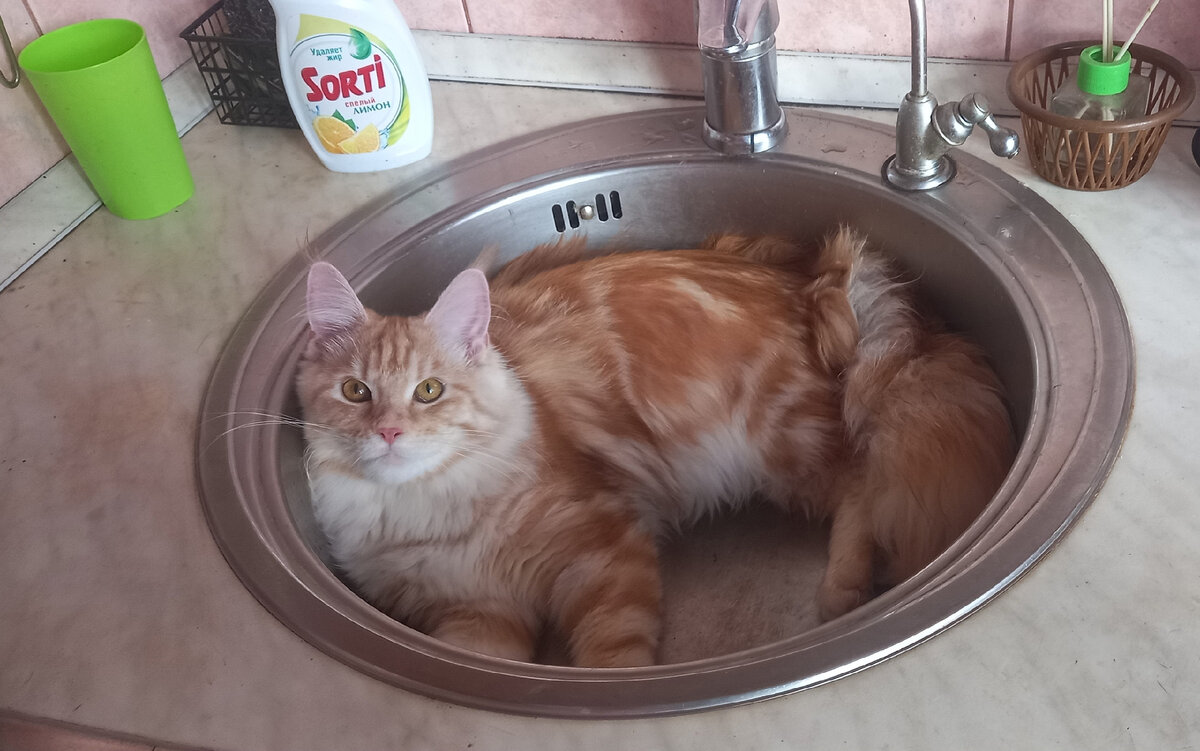 Милого котика - в студию! Это Андромеда, наш забавный мейн-кун.