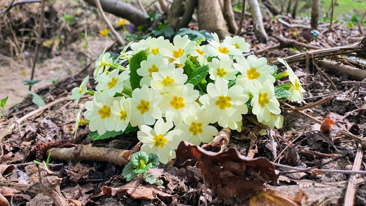 Весенний первоцвет (Примула)
