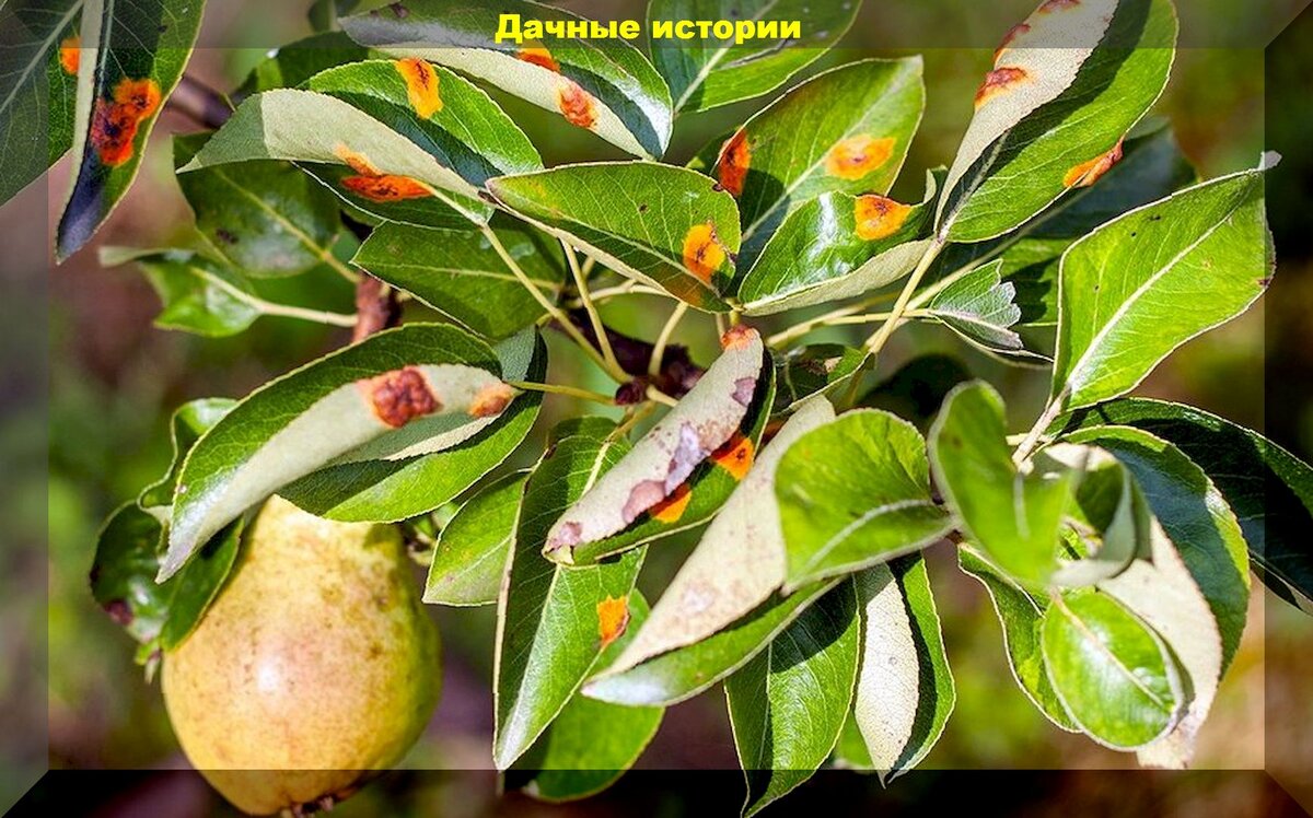 Раздел 1. Влияние груши на рост можжевельника