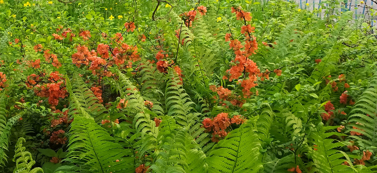 Хеномелес.
