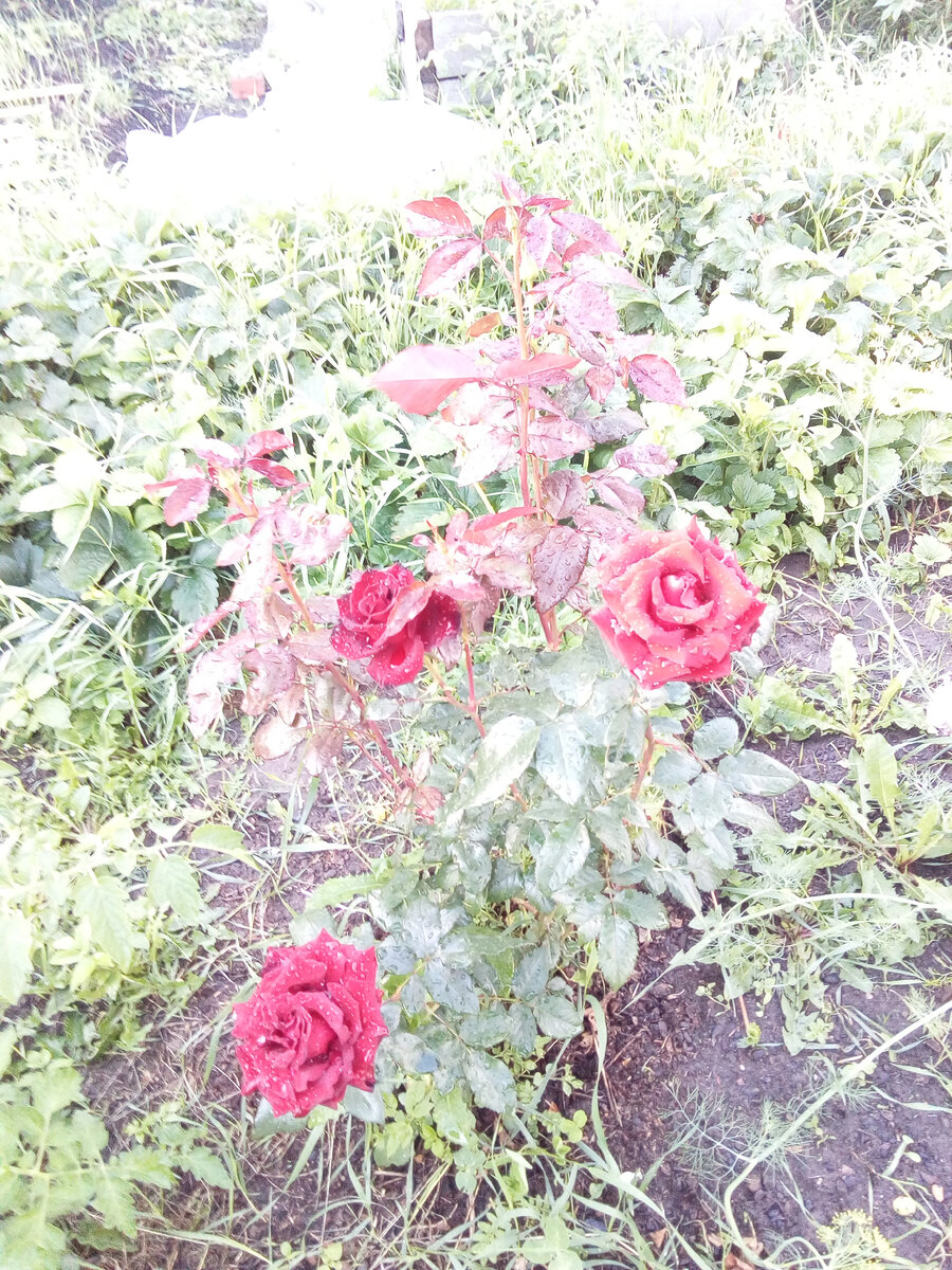 Роза первогодка. Благодаря подкормкам можно разогнать корневую и спровоцировать активное наращивание вегетативной массы.