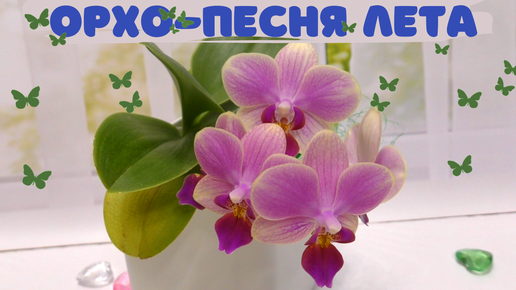 Не орхидея, а песня... ЛЕТНЯЯ! (Phalaenopsis Summer Song)