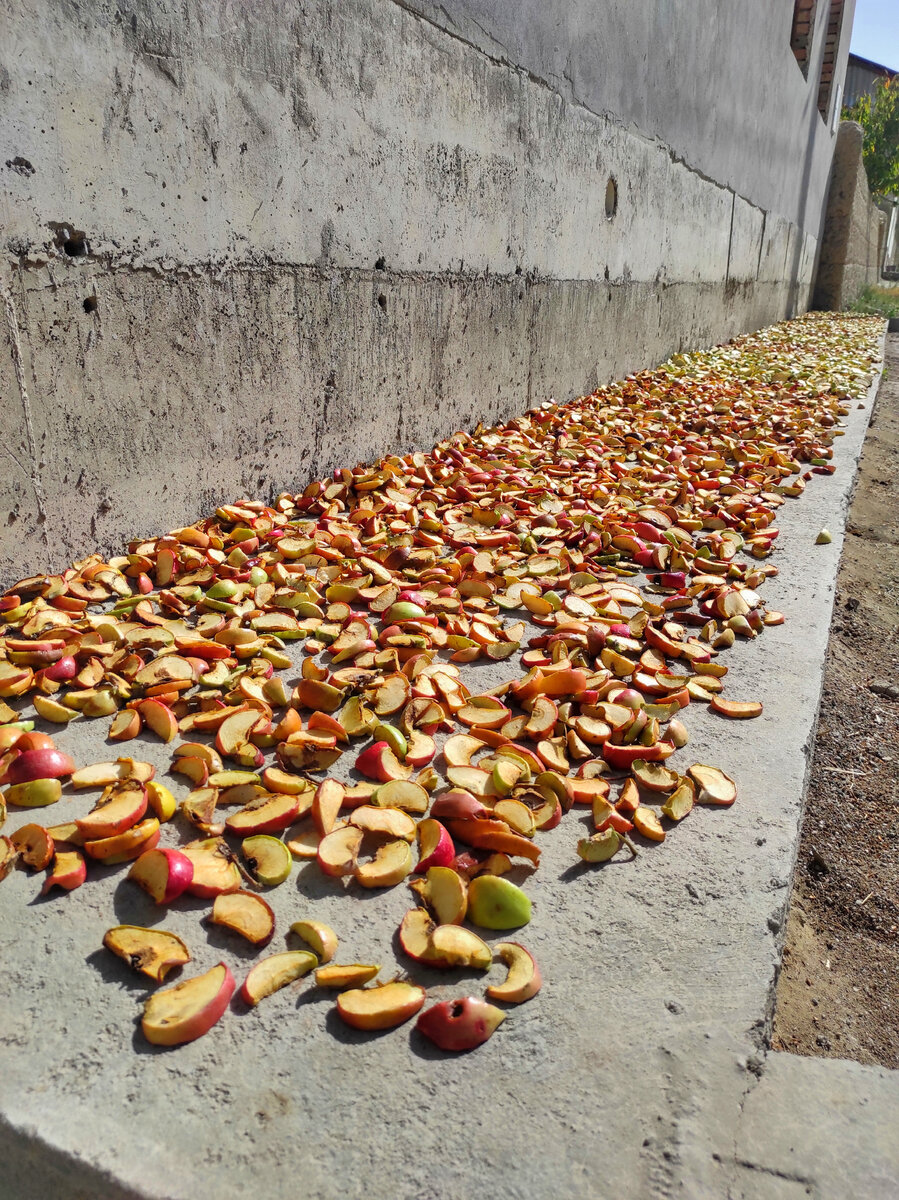 Будущий компот вдоль каждого дома 