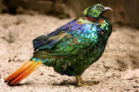 Гималайский монал.