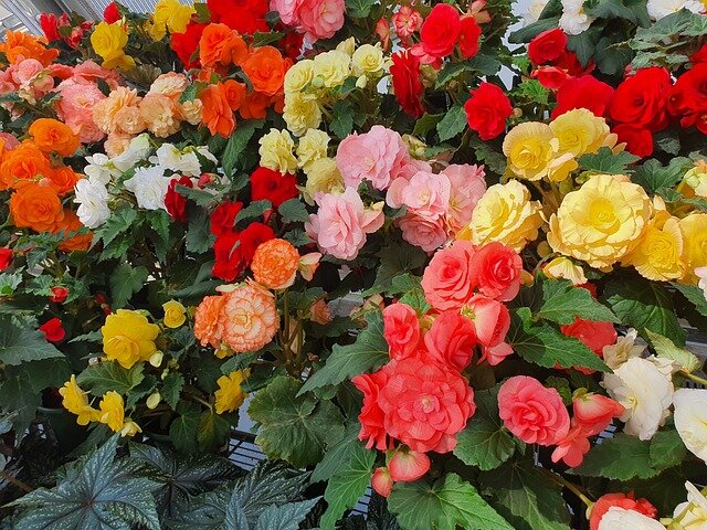 Фото: pixabay.com