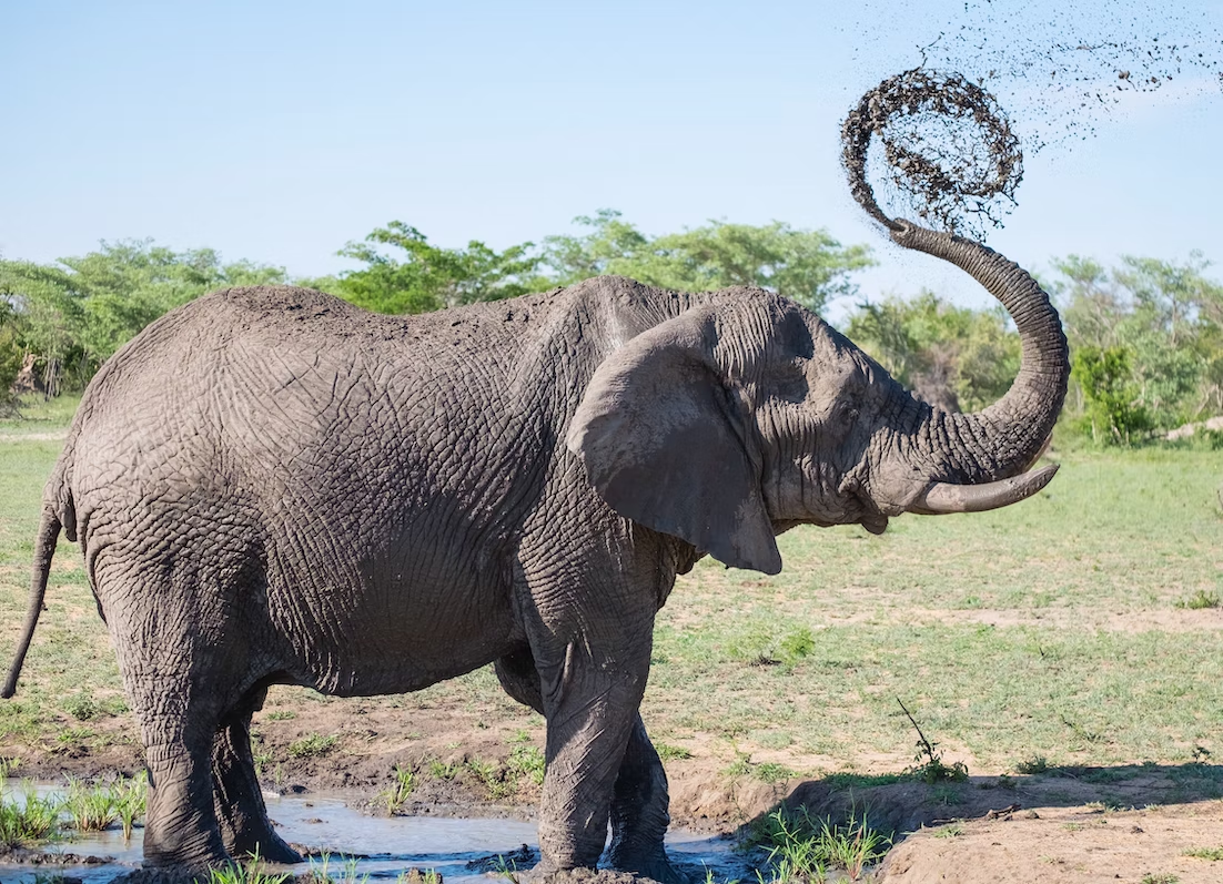 Зачем слону хобот? Что умеет делать самый уникальный «инструмент» в мире  животных | Заметки о животных | Дзен