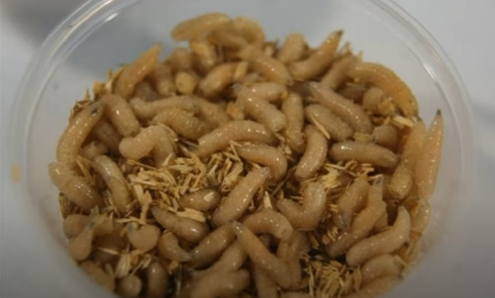 Черви опарыши. Черви опарыш белый красный. Черви опарыши. Черви опарыши. Опарыш для рыбалки белый красный mix.