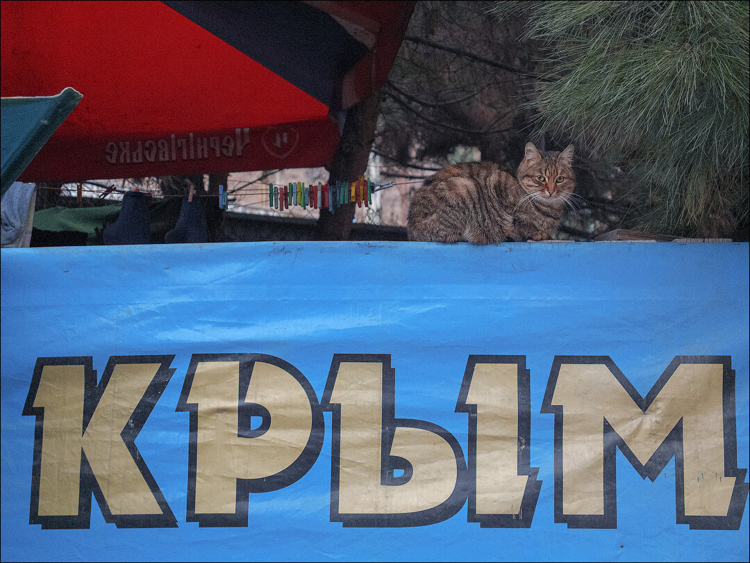 полосатый кот на море. гора кошка ялта. красивый дом в алуште с котами. алушта коты. алушта коты.