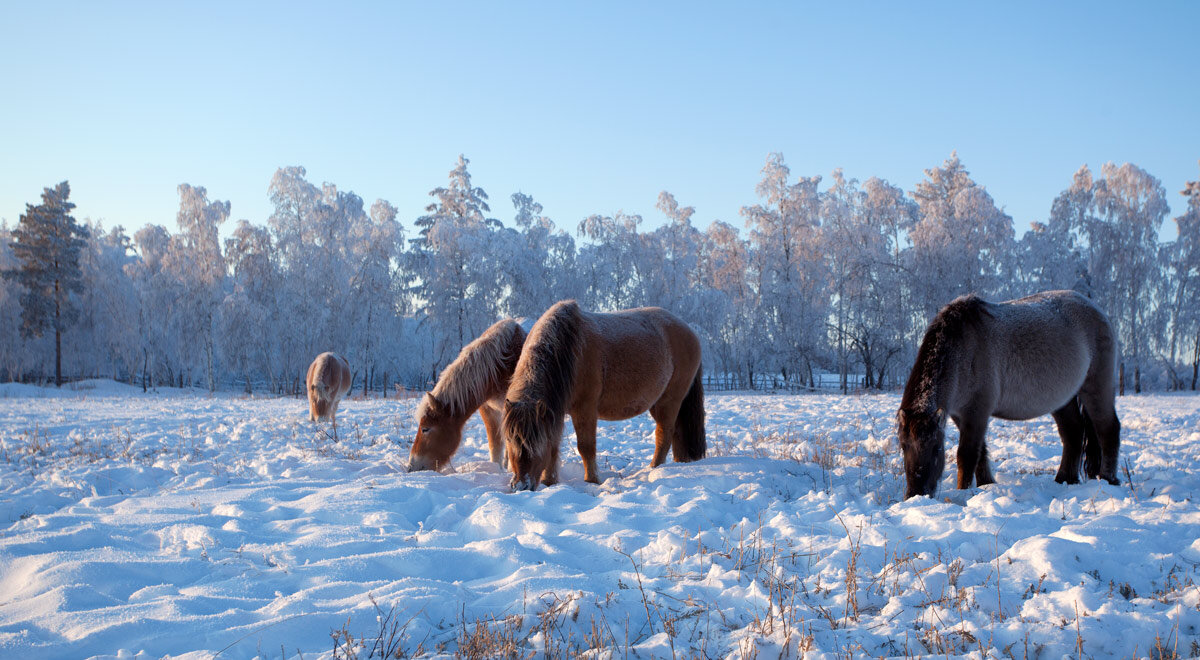 Мороз и солнце, день чудесный! Но посижу я лучше дома, пусть кони сами пасутся.