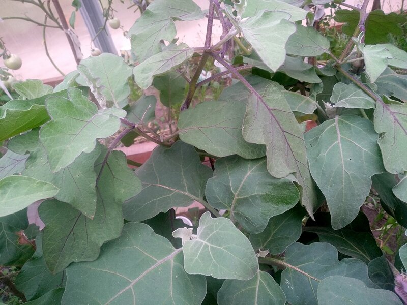 Листья и стебли взрослых растений. Их четыре