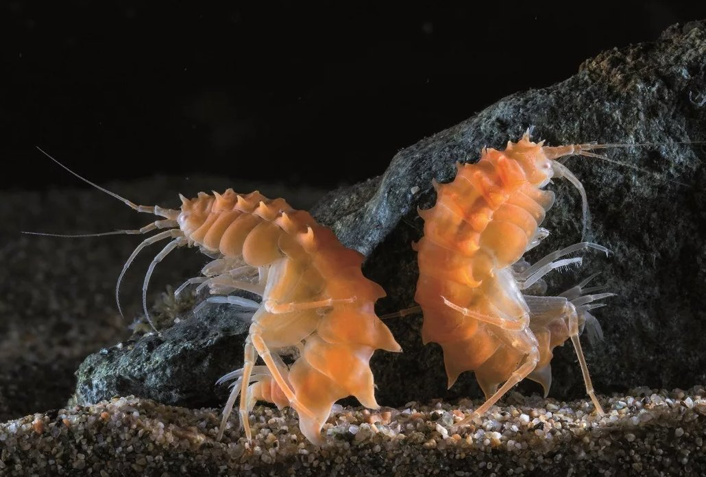 Рачок бокоплав. Бокоплав – озерный гаммарус. Рачки обитающие. Веслоногий рачок циклоп. Гаммарус рачок бокоплав.