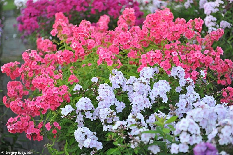 10 флоксов, которые я купил бы снова | Сады и цветы | Дзен