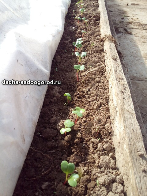 Посев редиса в теплице в первой декаде апреля в средней полосе России